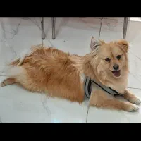 سگ پامر روباهی ماده