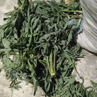 کما انغوز