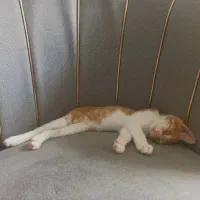 بچه گربه