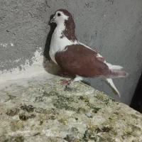 ماده چپ سرخ پاک تمیز فروشی|پرنده|تربتحیدریه, حاجی یار|دیوار