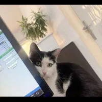 گربهdshیا تاکسیدو ماده برای جفتگیری