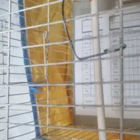 فنچ لپ قهوه ای نر|پرنده|شیراز, فرگاز|دیوار