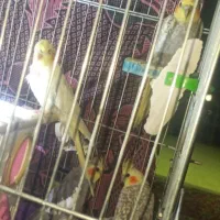 عروس هلندی|پرنده|سرپل ذهاب, |دیوار