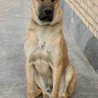 سگ سراب پدر مادر سراب13 ماهه
