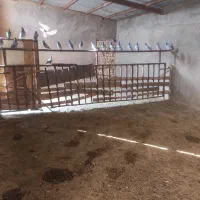 فروش کبوتر مسافتی