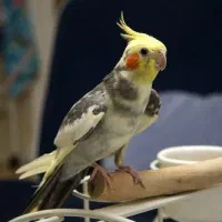 عروس هلندی گمشده