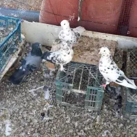 کبوتر تهرانی و پاکستانی|پرنده|مرند, |دیوار