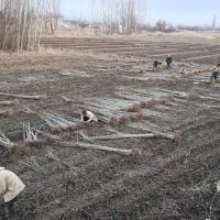 فروش نهال چنار