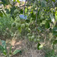 توزیع نهال گردو جمال اصلاح شده پربار|خدمات باغبانی و درختکاری|کرج, حصارک بالا|دیوار