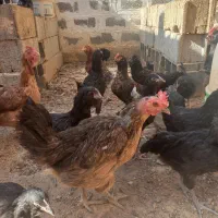 مرغ وخروس|پرنده|اصفهان, دستگرده|دیوار