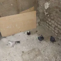 سالم بشرت پرشت|پرنده|دورود, |دیوار