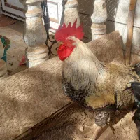 خروس محلی چاق|حیوانات مزرعه|بهشهر, |دیوار