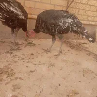 بوقلمون ماده و قو غاز نر