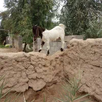 گوسفند کاموری|حیوانات مزرعه|بم, |دیوار