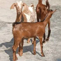 نری گیسه مر غ خروس کهره نزار غوچ نزری خون