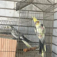 عروس هلندی مولد