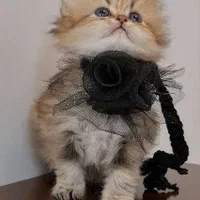 میوهاپ/ شهر گربههای اشرافی|گربه|رشت, گلسار|دیوار