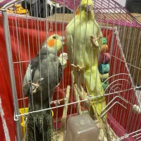 عروس هلندی نر و ماده|پرنده|رضوانشهر, |دیوار