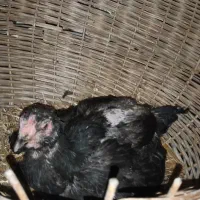 مرغ کرچ لاری