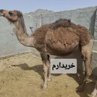 آرونه