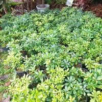 فروش نهال فندق و پیتسپروم