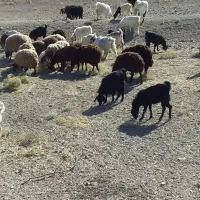 فروش دام زنده داشتی|حیوانات مزرعه|سمنان, |دیوار