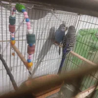 مرغ عشق ۲عدد