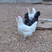 مرغ و خروس پاکر(پاکوتاه)فقط تخم نطفه دار موجود هست|حیوانات مزرعه|چغادک, |دیوار