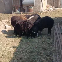 بره نر ۱۲تا بومی استخون دار