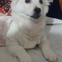 توله اشپیتز پامر|سگ|قرچک, مجتمع مسکونی طبیعت|دیوار