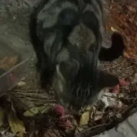 گربه بنگال|گربه|کلاله, |دیوار