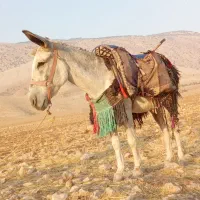 قیمت 19|حیوانات مزرعه|آبدانان, |دیوار