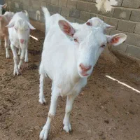 بز سانن اصل