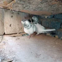 کبوتر پرشی|پرنده|اصفهان, بابوکان جنوبی|دیوار