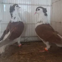 چند جفت کبوتر|پرنده|شهرآباد, |دیوار