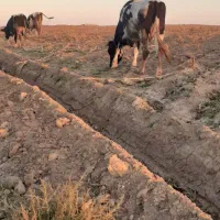 دو عدد گاو آبستن ۷ماهه