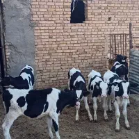 گوساله هلیشتاین