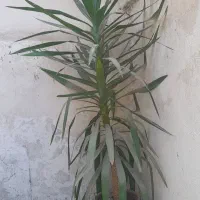 گل درختی زیبا قیمت ۳میلیون