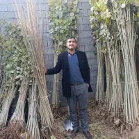 فرصت ویژه خرید وکاشت نهال|خدمات باغبانی و درختکاری|بوئین زهرا, |دیوار