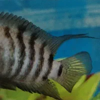 سیچیلاد گوره خری مولد نر کشیده معاوضه با...|ماهی|ماهدشت, |دیوار