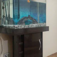 آکواریم ۶۰شیشه خم|ماهی|تهران, شهید فکوری|دیوار
