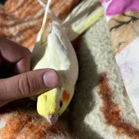 طوطی عروس|پرنده|تبریز, |دیوار