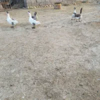 غاز|حیوانات مزرعه|دهلران, |دیوار