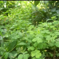 ترش واش جنگلی سرخ نشده