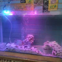 اکاواریوم|ماهی|نظرآباد, نظرآباد|دیوار