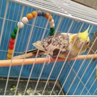 عروس هلندی|پرنده|مشهد, شهرک مهرگان|دیوار