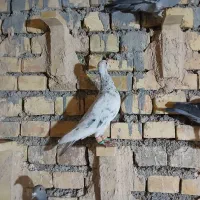 سرور ماده|پرنده|مبارکه, |دیوار