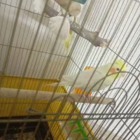 عروس هلندی جفت دستی لوتینو زعفرونی|پرنده|پاکدشت, پاکدشت (مامازند)|دیوار