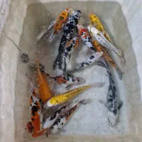۱۷ عدد ماهی کوی  یکجا فروش