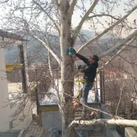 هرس کردن باغ رایگان وخریدن چوب وتنه|خدمات باغبانی و درختکاری|ملارد, |دیوار